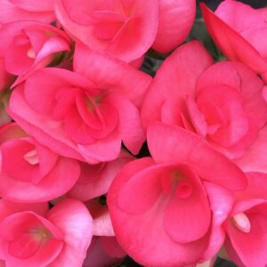 Begonia Hiemalis Dark Pink Amstel Netja Dark