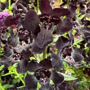 Angelonia AngelFlare Black