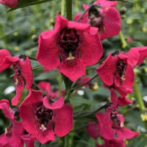 Angelonia Archangel Cherry Red