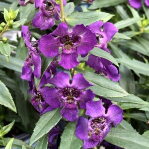 Angelonia Archangel Dark Purple
