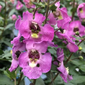 Angelonia Archangel Pink