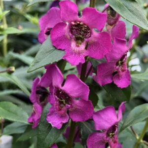 Angelonia Archangel Raspberry
