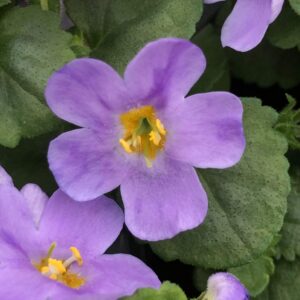 Bacopa MegaCopa Blue