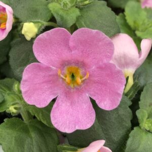 Bacopa MegaCopa Pink
