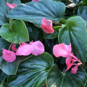Begonia Dragon Wing Pink Bronze Leaf