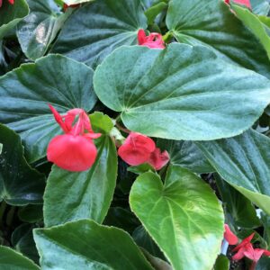 Begonia Dragon Wing Red