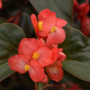 Begonia Dragon Wing Red Bronze Leaf