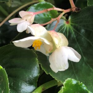 Begonia Dragon Wing White