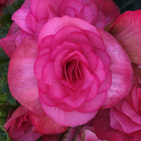 Begonia Hiemalis Dark Pink, Amstel Netja Dark, Rhine Berseba