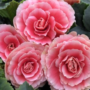 Begonia Hiemalis Light Pink, Rhine Borias