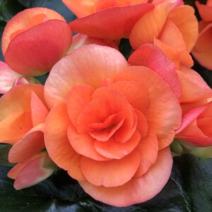 Begonia Hiemalis Orange, Amstel Dark Britt