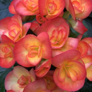 Begonia Hiemalis Orange Yellow, Amstel Carneval