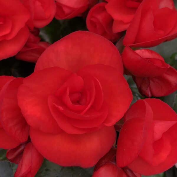 Begonia Hiemalis Red, Amstel Veronica, Rhine Barkos Red