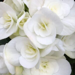 Begonia Hiemalis White, Amstel Clara