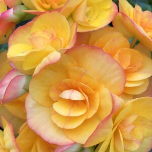 Begonia Hiemalis Yellow, Amstel Blitz, Eva