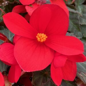 Begonia I'Conia Bachelorette Red