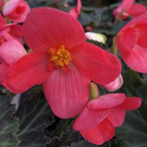 Begonia I'Conia First Kiss Hot Pink