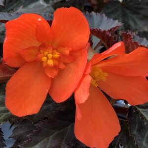Begonia I'Conia Upright Fire