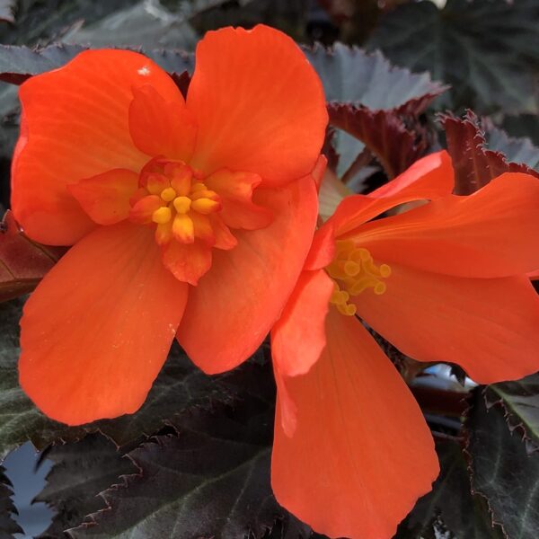 Begonia I'Conia Upright Fire - Garden Footprints