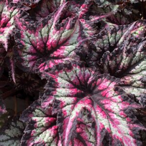 Begonia Rex Jurassic Cherry Spike