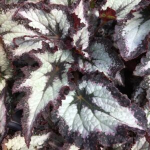 Begonia Rex Jurassic Silver Point