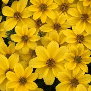 Bidens Sun Drop Compact