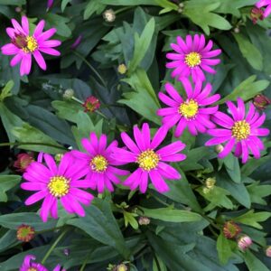 Brachyscome Radiant Magenta