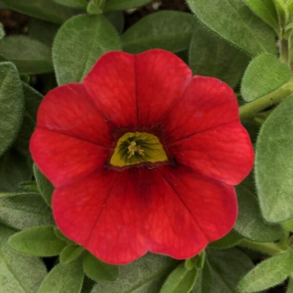 Calibrachoa Aloha Kona Dark Red