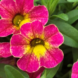 Calibrachoa Cabaret Diva Pink