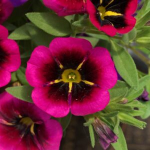 Calibrachoa Cabaret Good Night Kiss