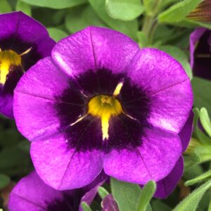 Calibrachoa Cabaret Midnight Kiss