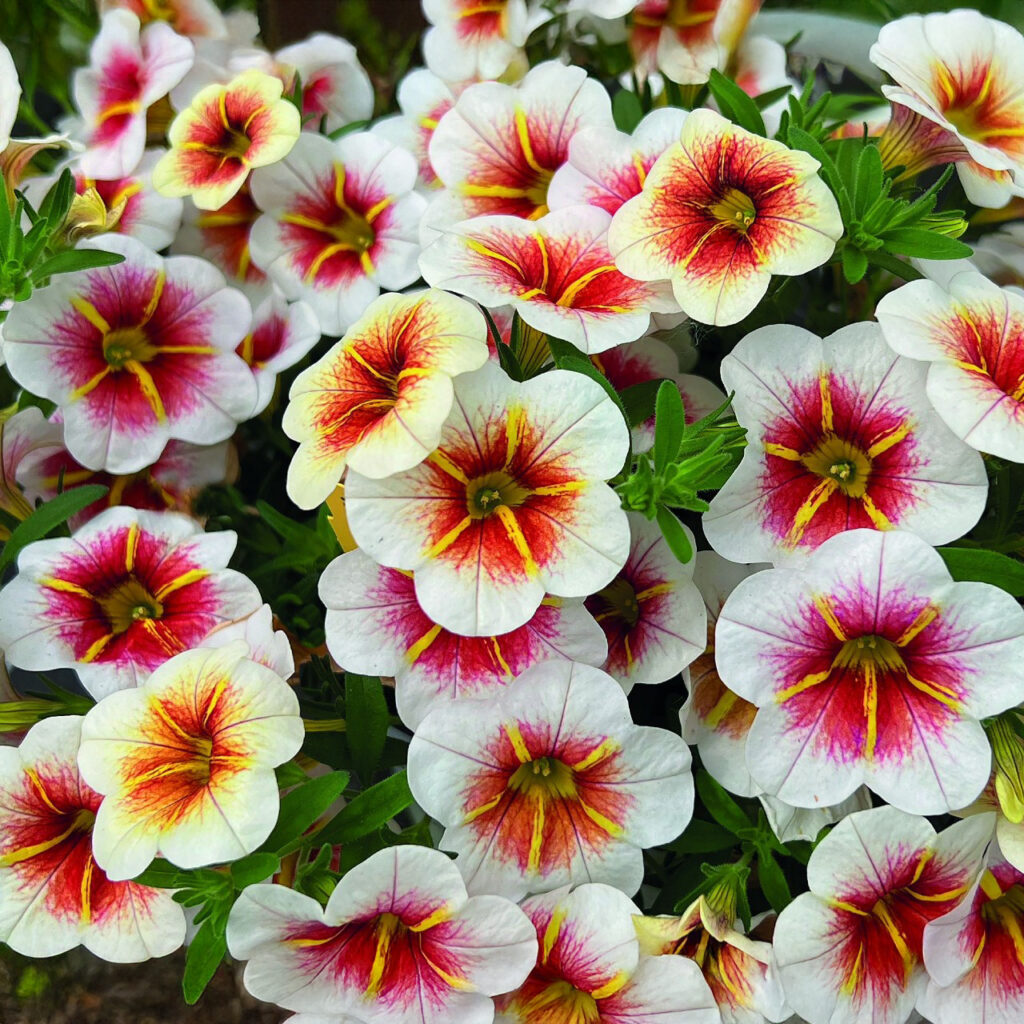 Calibrachoa Calitastic Cappuccino - Garden Footprints