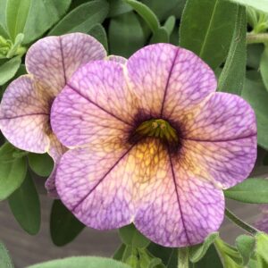Calibrachoa Chameleon Blueberry Scone