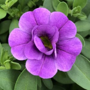 Calibrachoa Double MiniFamous Neo Amethyst
