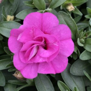 Calibrachoa Double MiniFamous Neo Pink