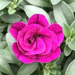 Calibrachoa Double MiniFamous Neo Purple