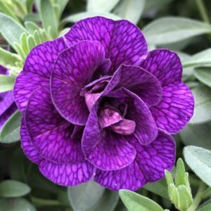 Calibrachoa Double MiniFamous Uno Dark Blue