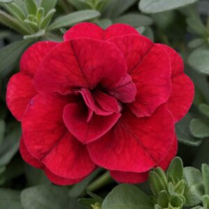 Calibrachoa Double MiniFamous Uno Red