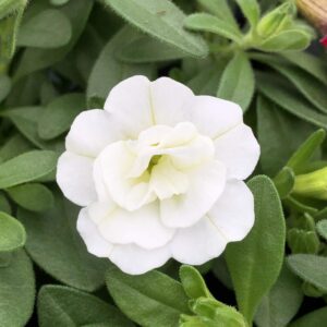 Calibrachoa Double MiniFamous Uno White