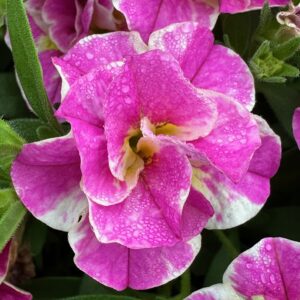 Calibrachoa MiniFamous Double Uno Funtopia Pink