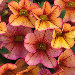 Calibrachoa MiniFamous Uno Orange+Red Vein