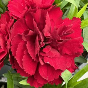 Carnation Oscar Dark Red
