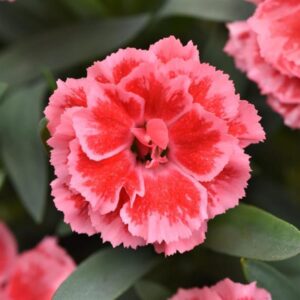 Carnation Oscar Peach Edge