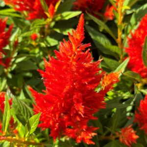 Celosia Kelos Fire Orange