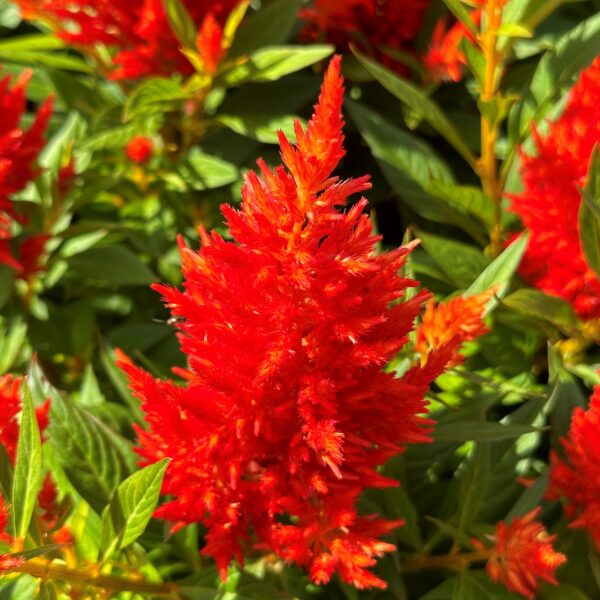 Celosia Kelos Fire Orange