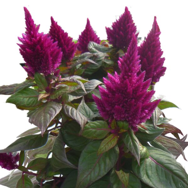 Celosia Kelos Fire Purple
