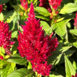 Celosia Kelos Fire Red