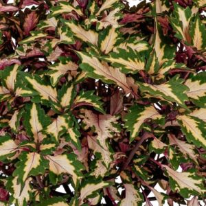 Coleus Down Town Miami Magic