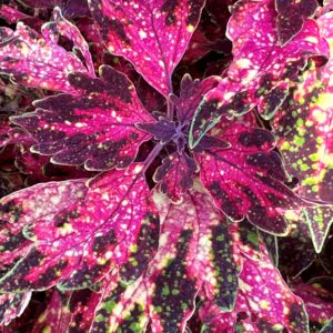 Coleus Down Town Santa Monica