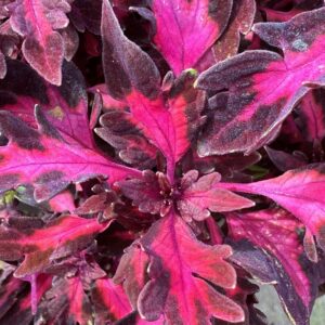 Coleus FlameThrower Adobo Pink